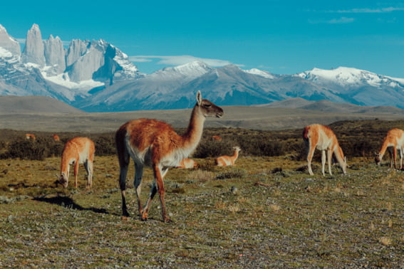 Chile exclusivo - primera etapa