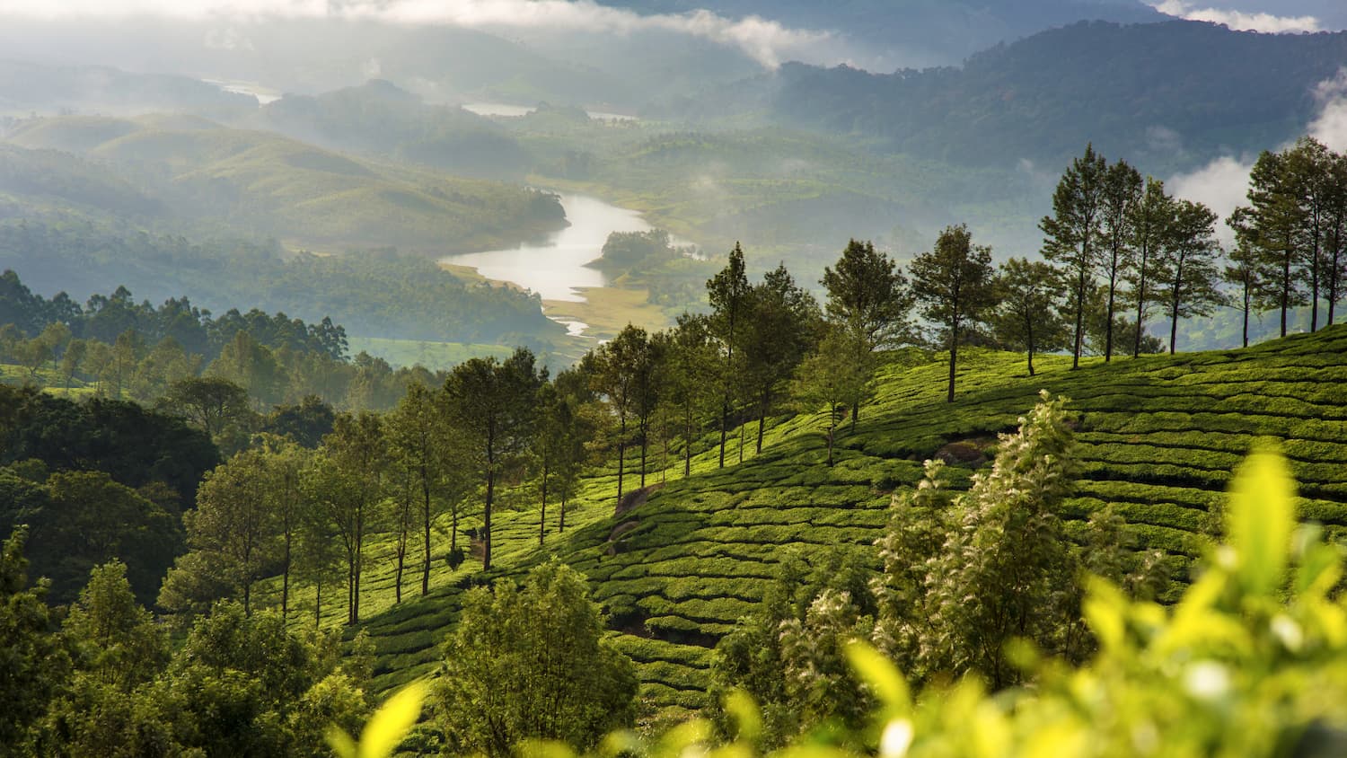 otros-destinos-asia-india-Munnar-viajes-cau-cau