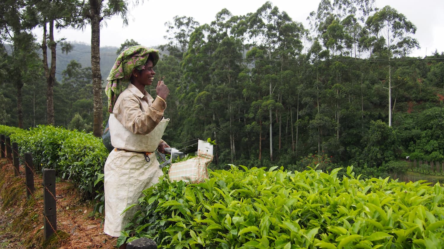 otros-destinos-asia-india-plantación-de-te-munnar-viajes-cau-cau