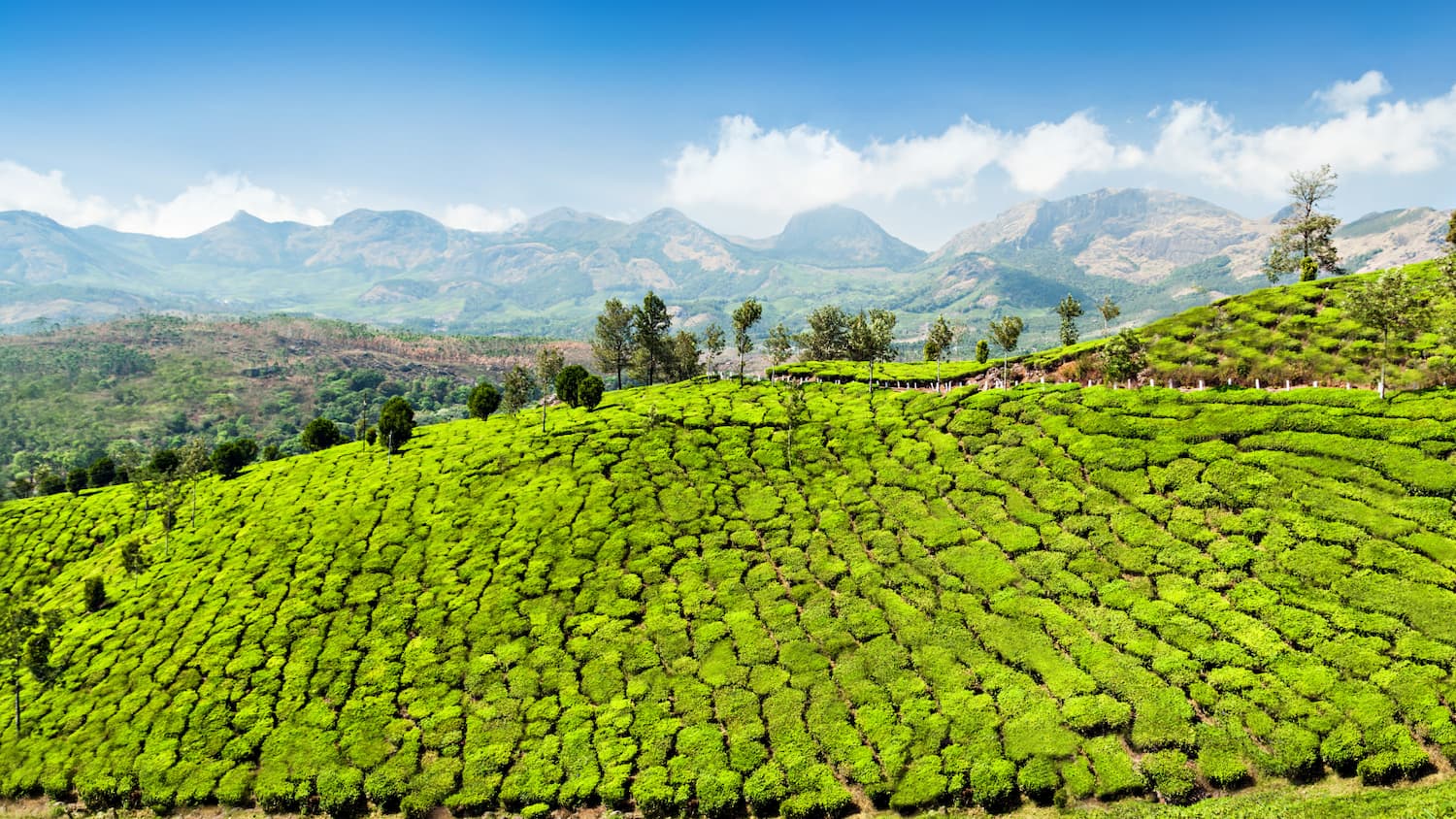 otros -destinos-asia-india-plantación-de-Munnar-viajes-cau-cau