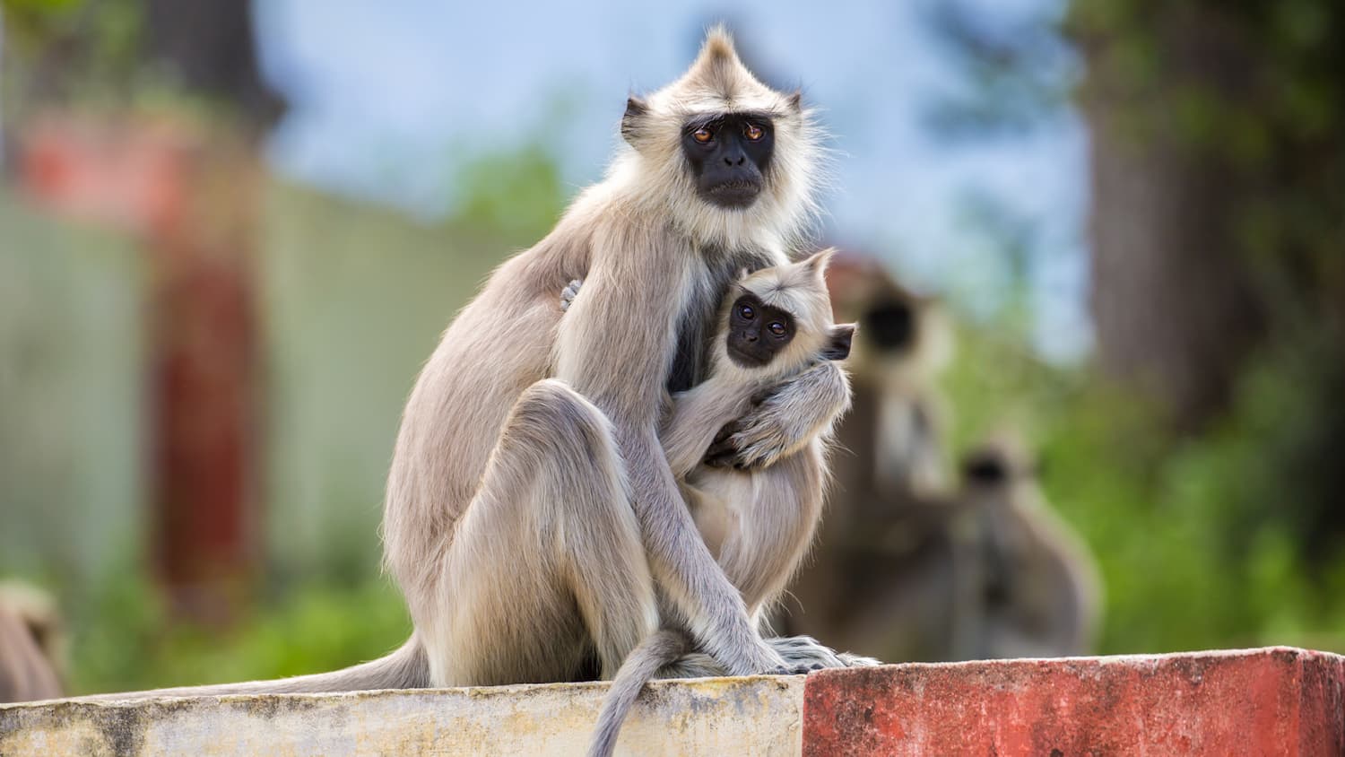 otros-destinos-asia-india-chinnar-wildlife-sanctuary-viajes-cau-cau