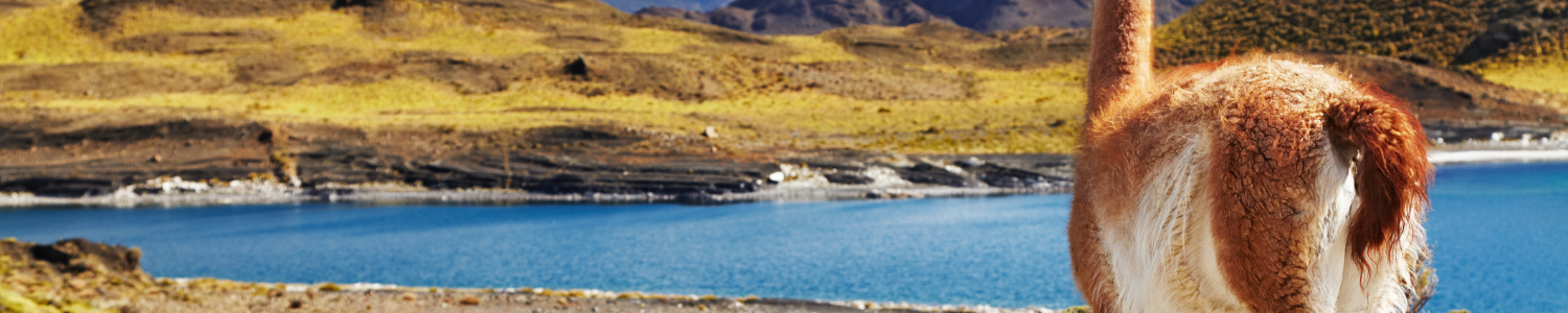 La-chispa-de- la-patagonia-America-huemul-viajes-cau-cau